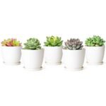 plastic succulent planters